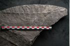 Foto (Detailansicht) von Senftenbergia crenata Lindl. et H. (NHMW-GEO-2024-0188-10943)
